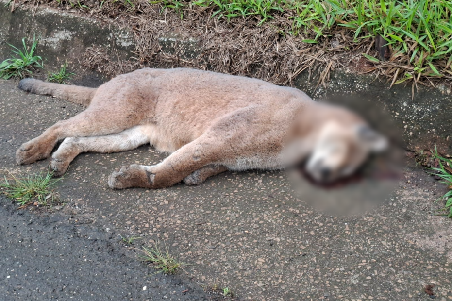 Onça-parda morre após atropelamento na SP-258, em Itapeva