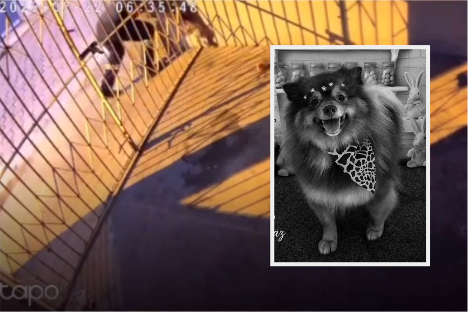 Cão morre após suposto envenenamento em Apiaí; tutora registra boletim de ocorrência e pede justiça